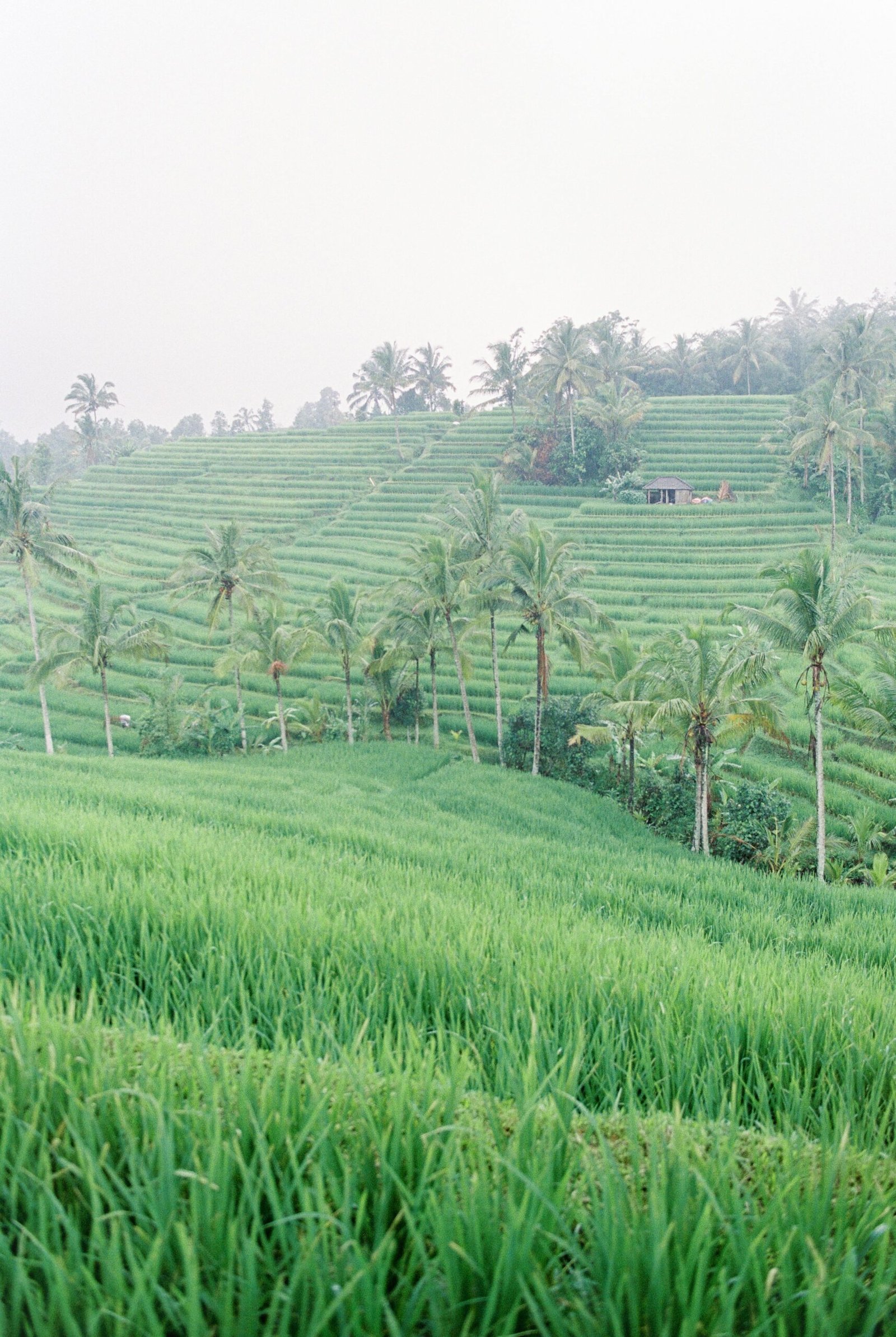 The importance of planting trees for the environment