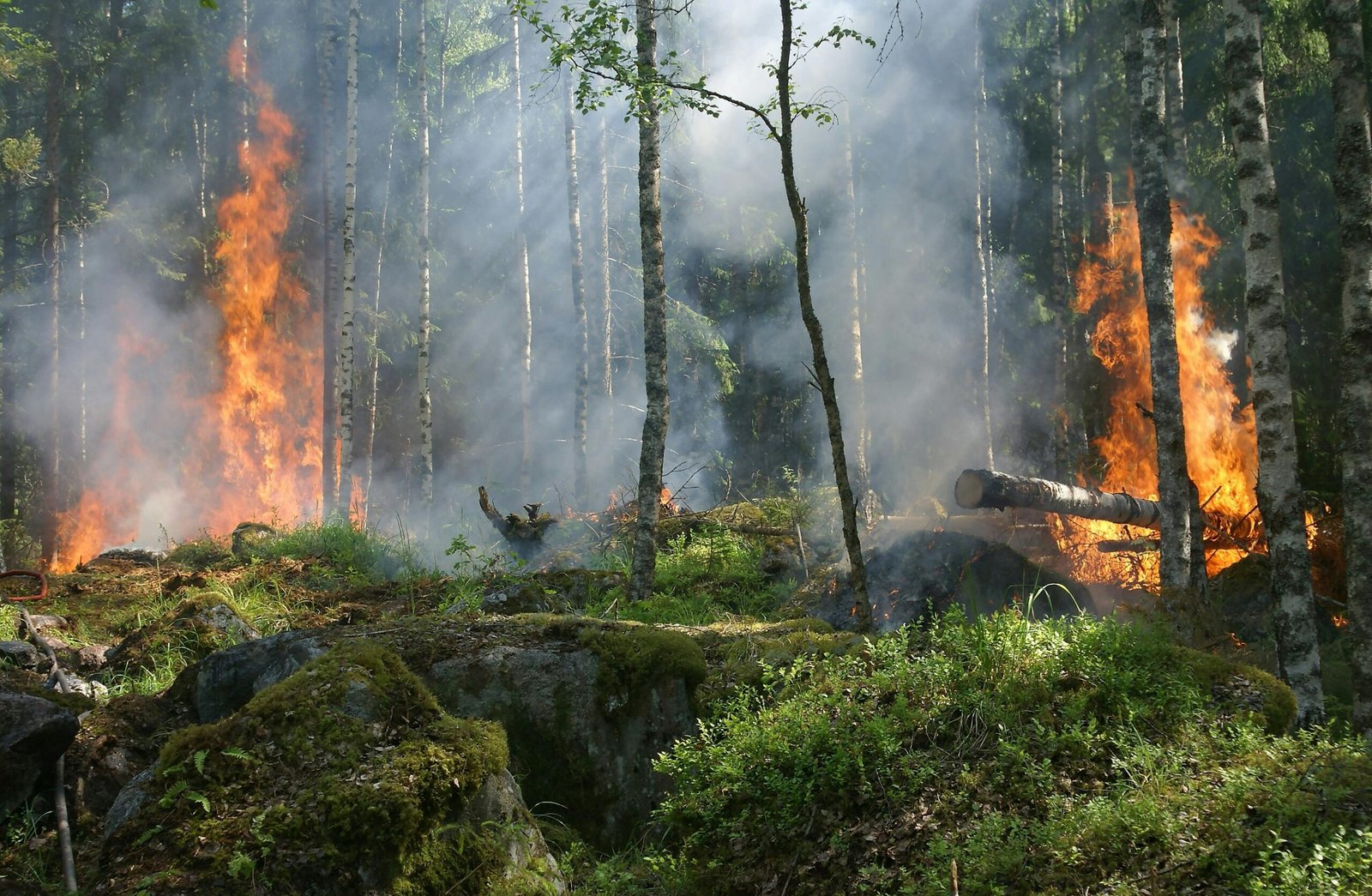 Burning Forests and the Recurring Causes and Solutions