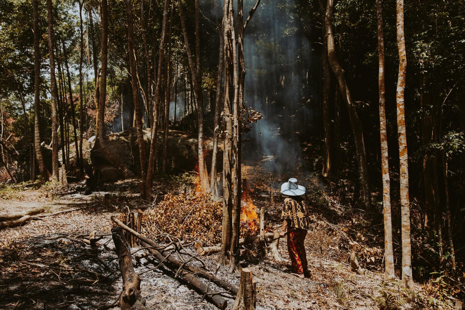 Deforestation and Its Environmental Impact